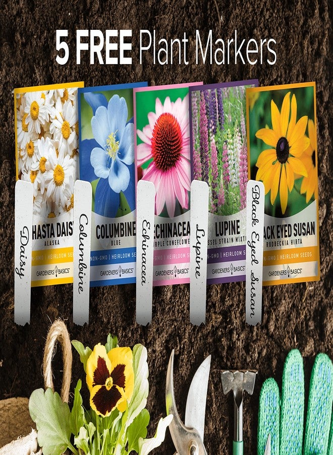 Gardeners Basics أساسيات البستانيين، بذور زهور معمرة للزراعة في الهواء الطلق (عبوة من 5 أنواع) الترمس، والكولومبين، والإكينيسيا، وزهرة القنفذية الأرجوانية، وزهرة سوزان ذات العيون السوداء، وزهرة الأقحوان شاستا لجذب الملقحات، بذور زهور برية - Image 4