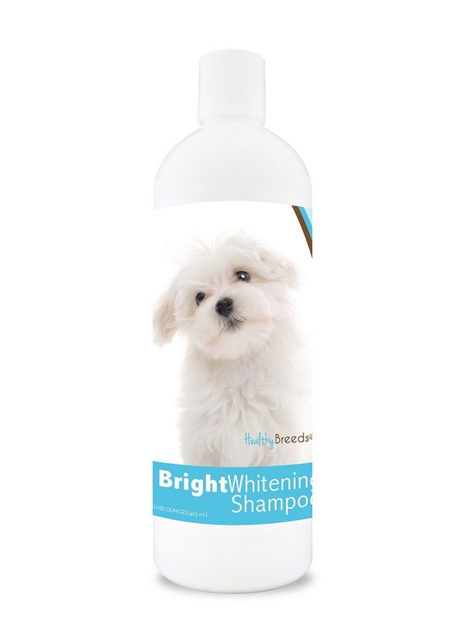هيلثي بريدز - شامبو تبييض الشعر Maltese Bright من Healthy Breeds، 12 أونصة، نكهة بينا كولادا - Image 1