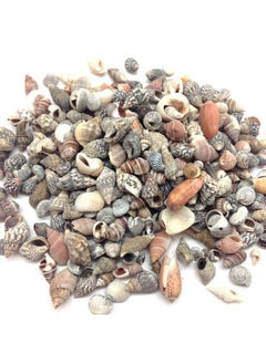 PEPPERLONELY Indian Ocean Small Mix Sea Shells, Small Shells Mixed, 8 Oz Apprx. 300+ Pc Shells, 1/4 Inch ~ 1 Inch  - Image 1