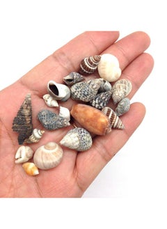 PEPPERLONELY Indian Ocean Small Mix Sea Shells, Small Shells Mixed, 8 Oz Apprx. 300+ Pc Shells, 1/4 Inch ~ 1 Inch  - Image 2