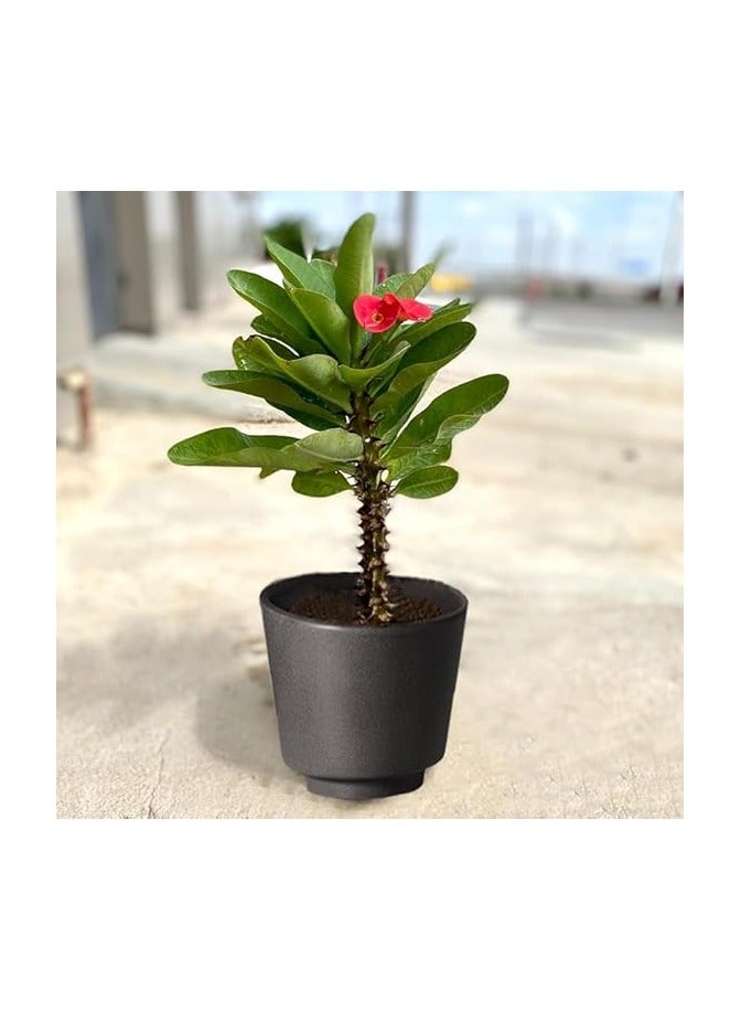 صبار ايفوربيا - نباتات طبيعية - Image 1