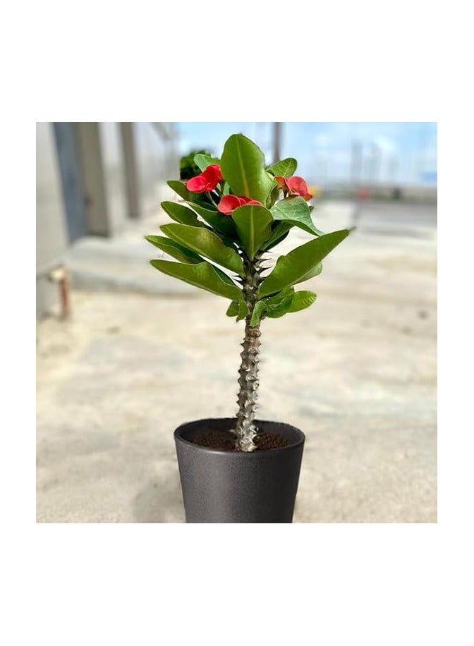 صبار ايفوربيا - نباتات طبيعية - Image 2