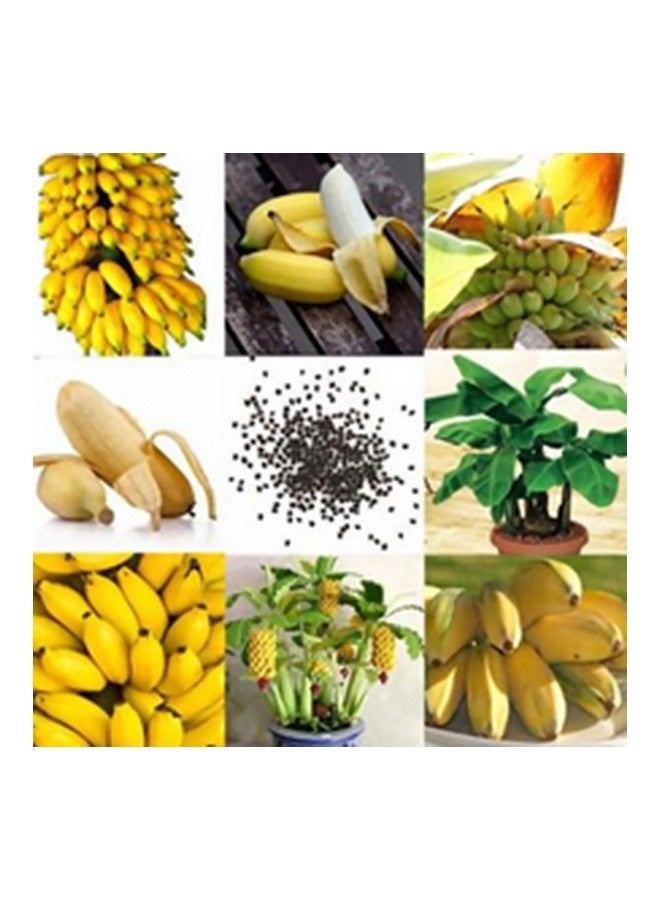 Generic 100-Piece Dwarf Banana Tree Seeds Black - Image 2