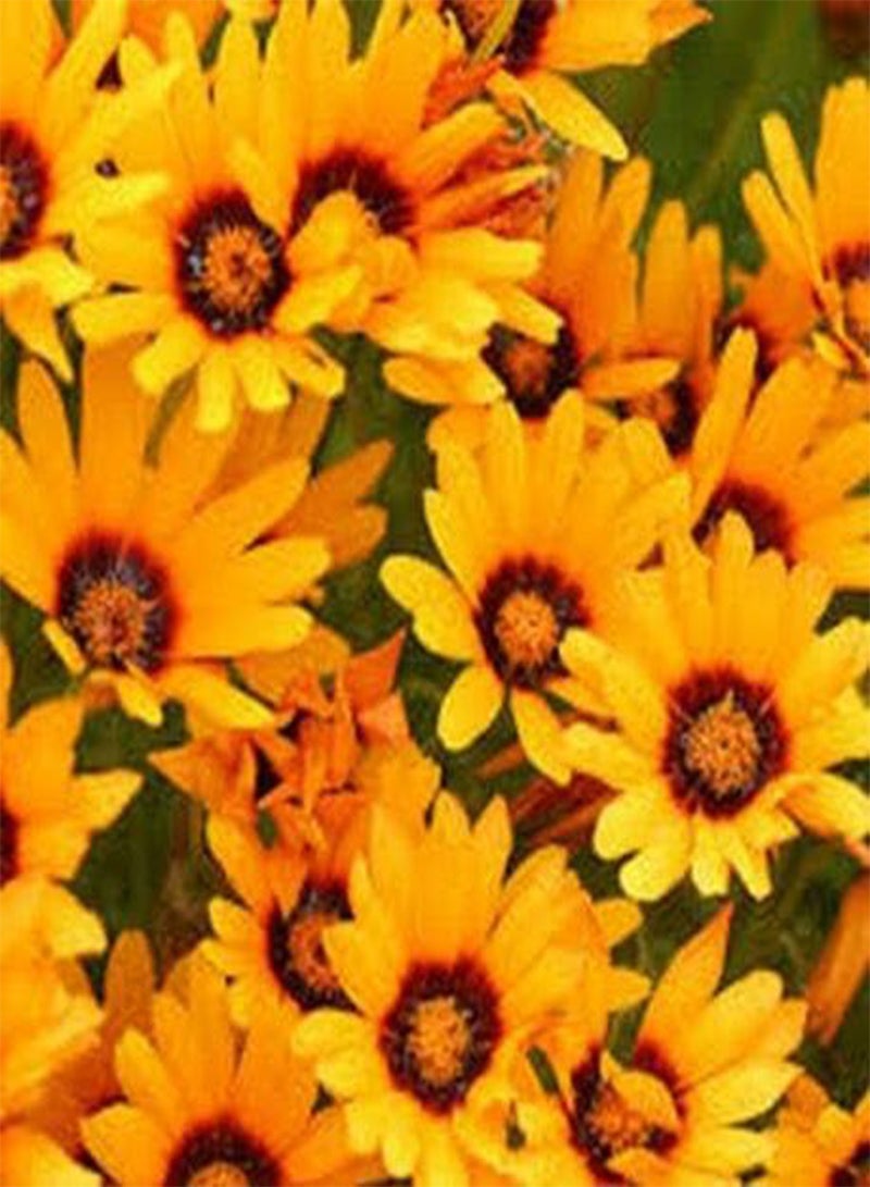 جي جوت أورسينيا أنثيمويدس - 50 بذرة - Image 2