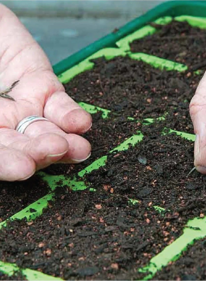 Rocket Seeds for Planting - High Quality Natural Seeds for Planting - Rocket (Rucola Coltivata) Seeds for Gardening, Lawn - Image 2