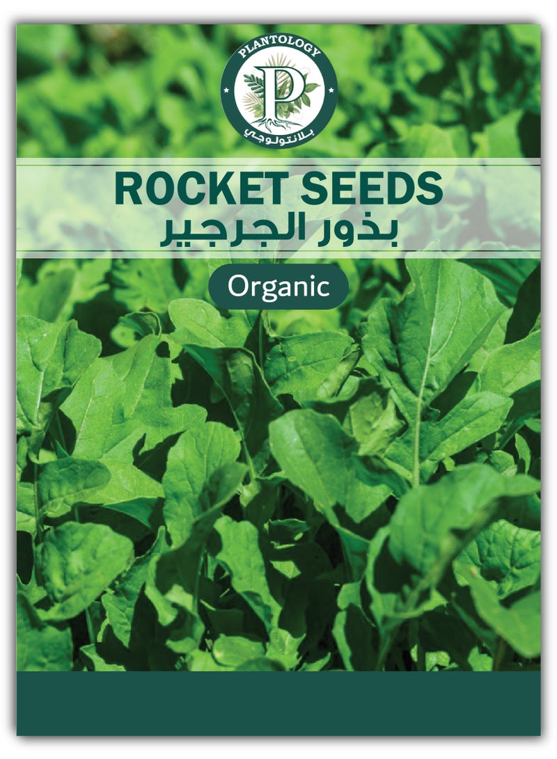 بذور الجرجير للزراعة - بذور طبيعية عالية الجودة للزراعة - بذور الجرجير (Rucola Coltivata) للزراعة والعشب - عبوتان - Image 1