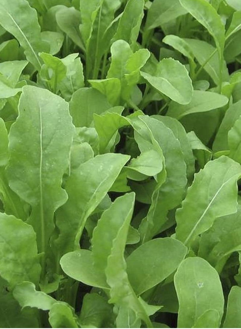 بذور الجرجير للزراعة - بذور طبيعية عالية الجودة للزراعة - بذور الجرجير (Rucola Coltivata) للزراعة والعشب - عبوتان - Image 2