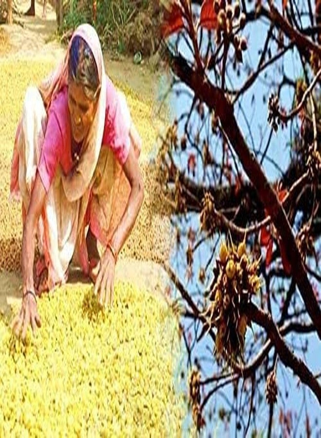 AWADH- Desi Mahua Flower Dried 900 gms (Madhuca Longifolia) Phool Mahua - Mahuya Flower - Madhuca Indica Mahua Fruit from Village Tree Mahua | Mohwa | Vippa | Iluppai | Mohuwa | | - Image 5