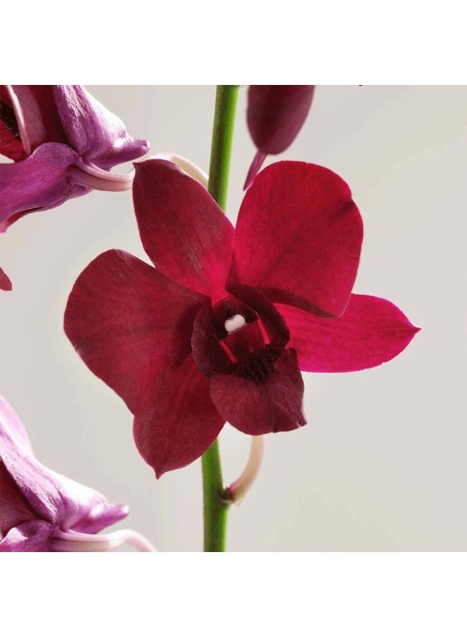 بايوت سيروم بايوت سوبريم مايكرو بيرل للشباب المضاد للشيخوخة 30 مل - Image 3