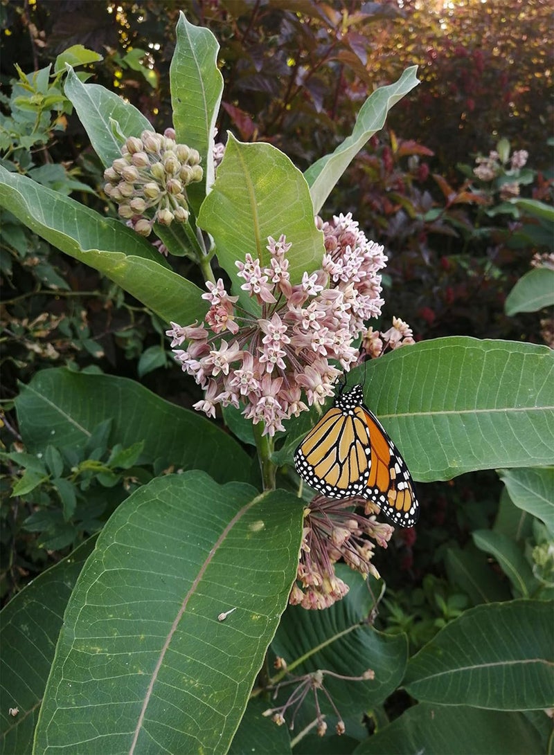 GGOOT Common Milkweed Native Wild Flower 30 Seeds - Asclepias syriaca Milk Weed, Food Source for Monarch Caterpillar and Butterfly - Image 4