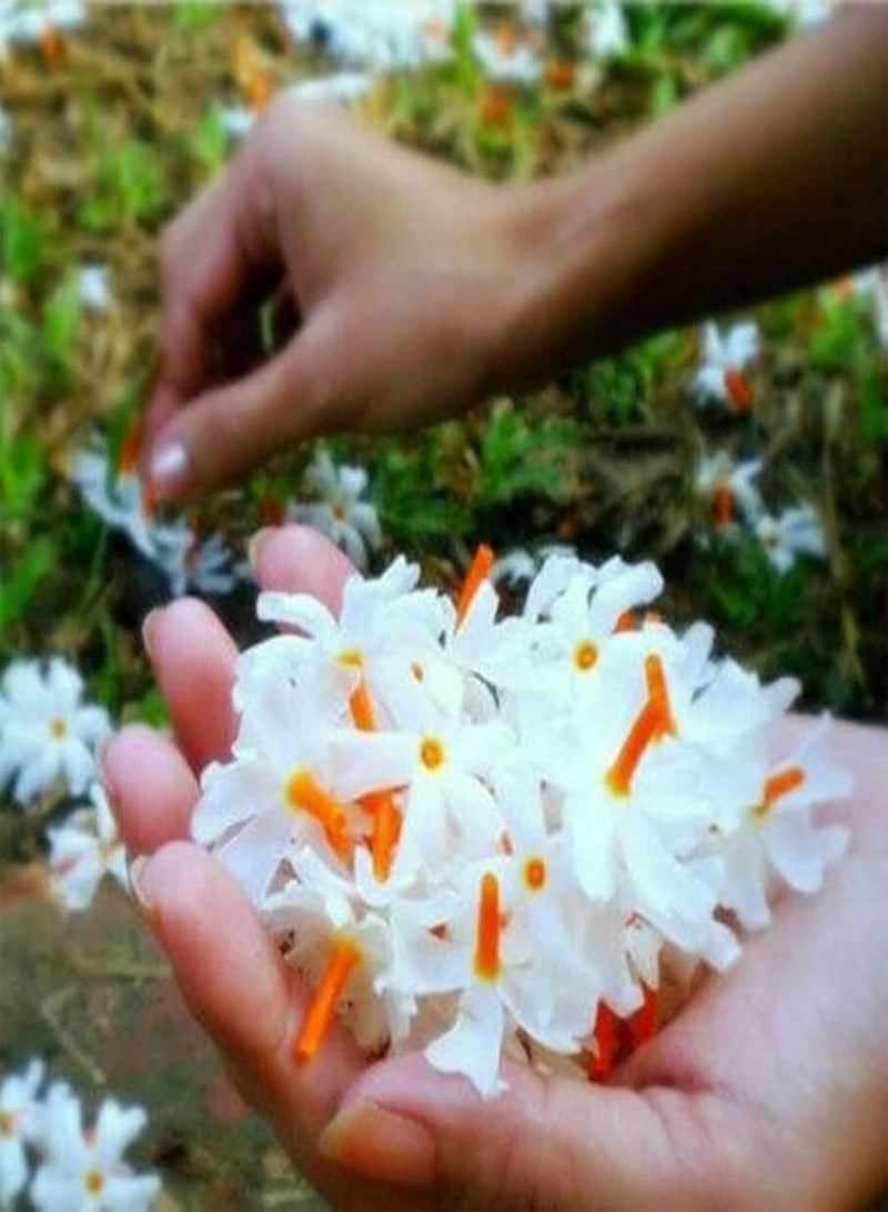 GGOOT 50Pcs/Bag Confederate-Jasmine Seeds White Petal Beautifying Bonsai Perennial Parterre Flower Seeds for Garden - Seed - Image 1