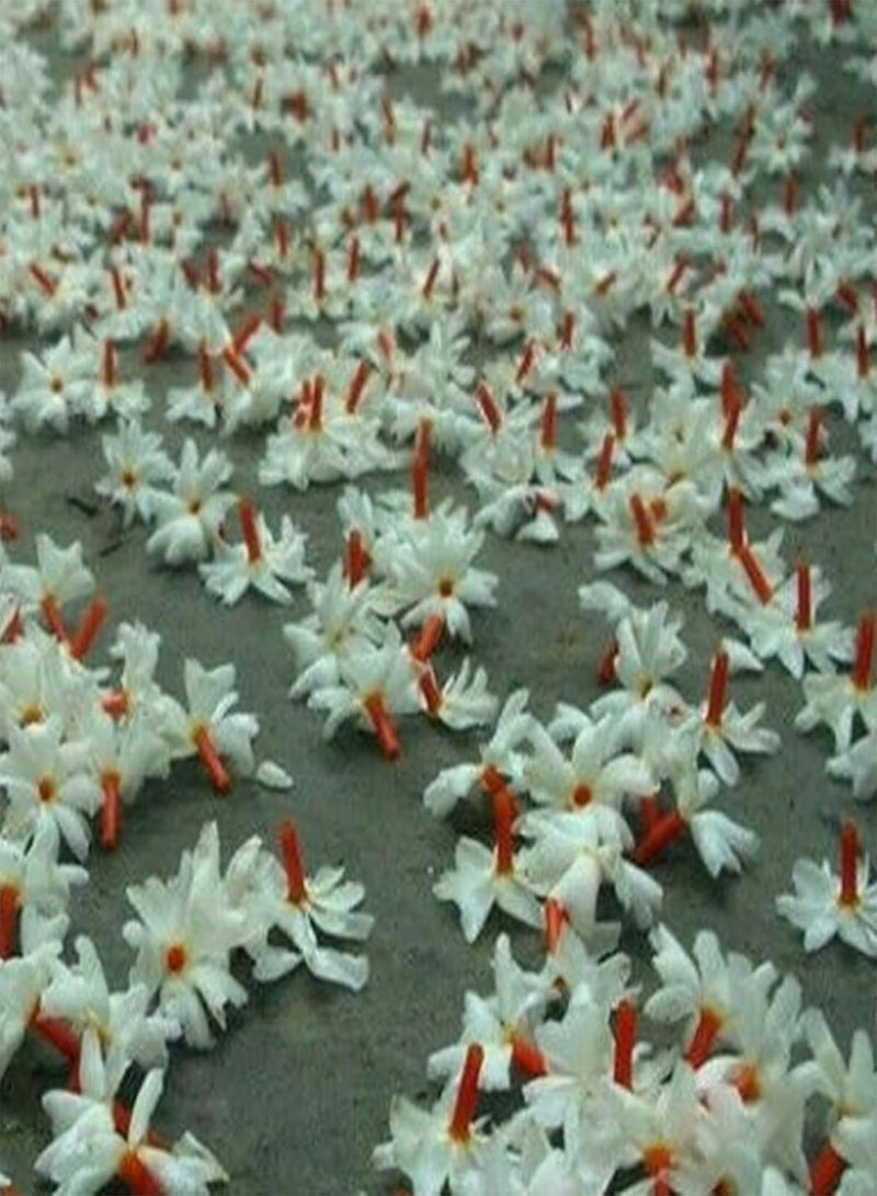 GGOOT 50Pcs/Bag Confederate-Jasmine Seeds White Petal Beautifying Bonsai Perennial Parterre Flower Seeds for Garden - Seed - Image 5