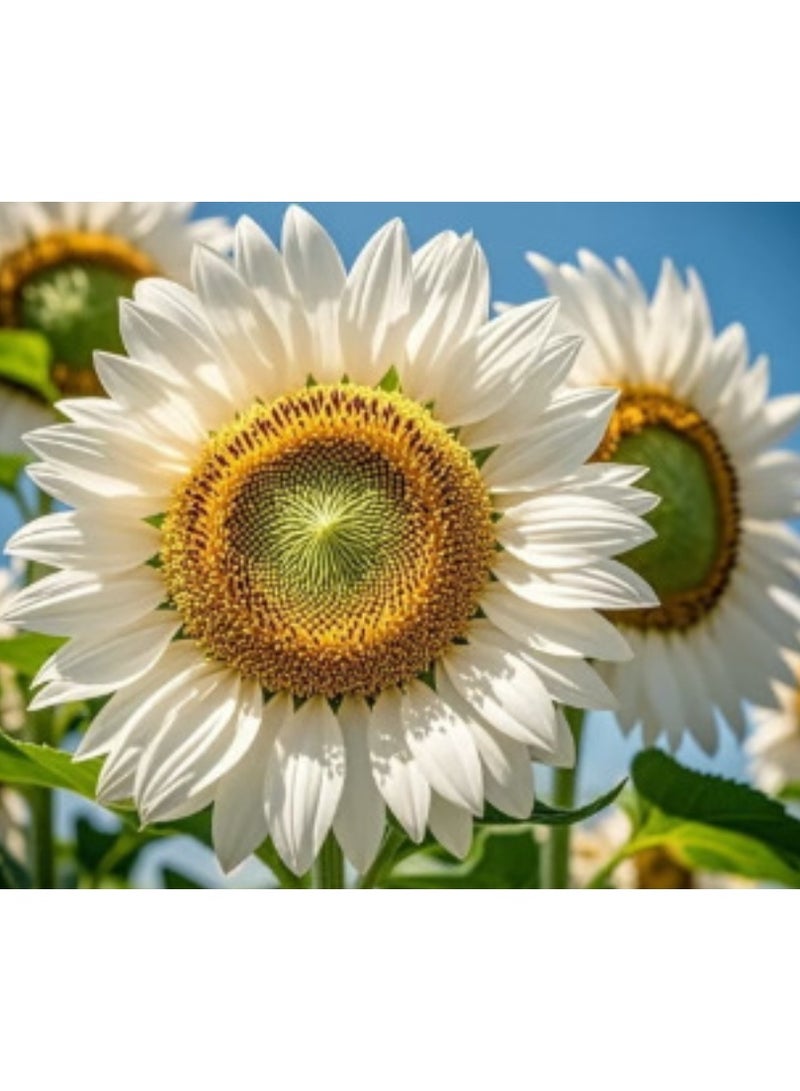 200PCS Sunflower Seeds for Planting, Mixed Colors Seeds to Plant Colored Sunflower Seeds for Outdoors - Image 3