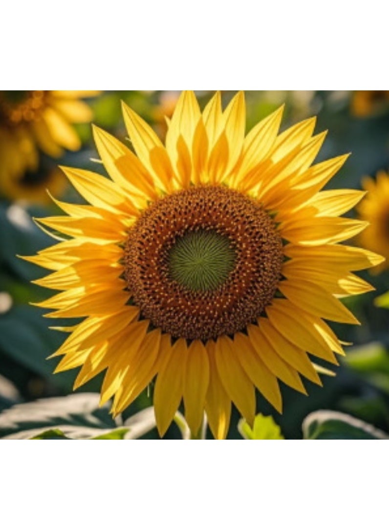 200PCS Sunflower Seeds for Planting, Mixed Colors Seeds to Plant Colored Sunflower Seeds for Outdoors - Image 4