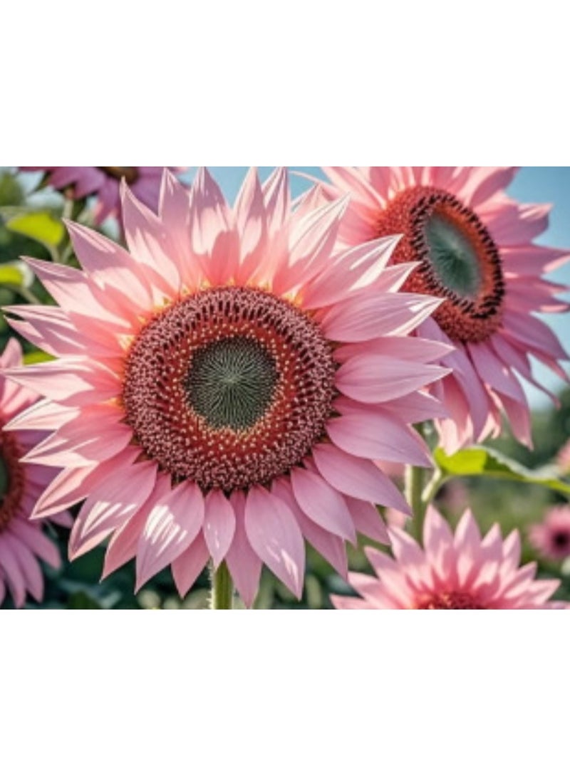 200PCS Sunflower Seeds for Planting, Mixed Colors Seeds to Plant Colored Sunflower Seeds for Outdoors - Image 2