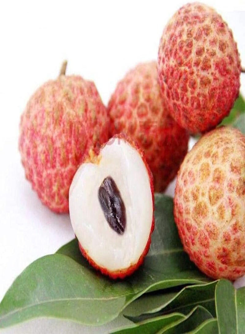 GGOOT 15Pcs Lychee Seeds Perennial Rare Fruit Seeds Bright Color Indoor Garden Planting Decoration Adds Color to Garden Home Gardening - Image 1