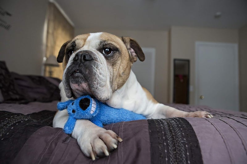 Multipet 12-Inch Happy Birthday Loofa Dog Toy - Assorted Colors - Image 2