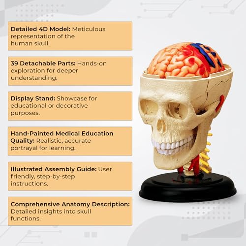 iDENTical 3D Skull Education Model M7037 Anatomical Human Skull Model for Study Teaching Demonstration Durable Detailed Structure for Dental Medical and Classroom Use - Image 3