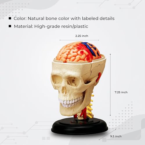 iDENTical 3D Skull Education Model M7037 Anatomical Human Skull Model for Study Teaching Demonstration Durable Detailed Structure for Dental Medical and Classroom Use - Image 2