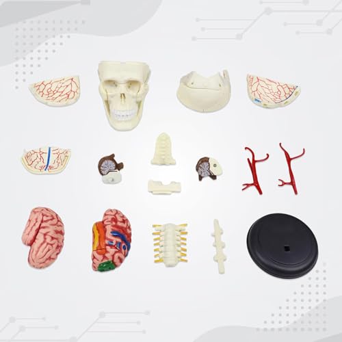 iDENTical 3D Skull Education Model M7037 Anatomical Human Skull Model for Study Teaching Demonstration Durable Detailed Structure for Dental Medical and Classroom Use - Image 5