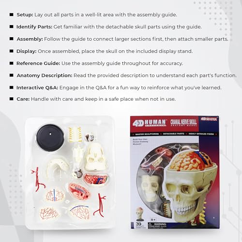 iDENTical 3D Skull Education Model M7037 Anatomical Human Skull Model for Study Teaching Demonstration Durable Detailed Structure for Dental Medical and Classroom Use - Image 4