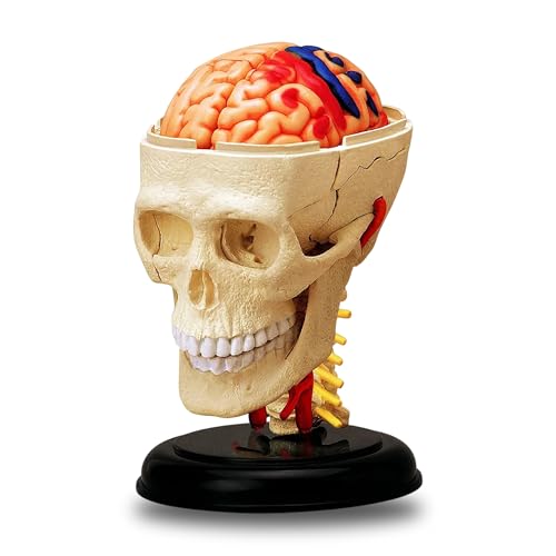 iDENTical 3D Skull Education Model M7037 Anatomical Human Skull Model for Study Teaching Demonstration Durable Detailed Structure for Dental Medical and Classroom Use - Image 1