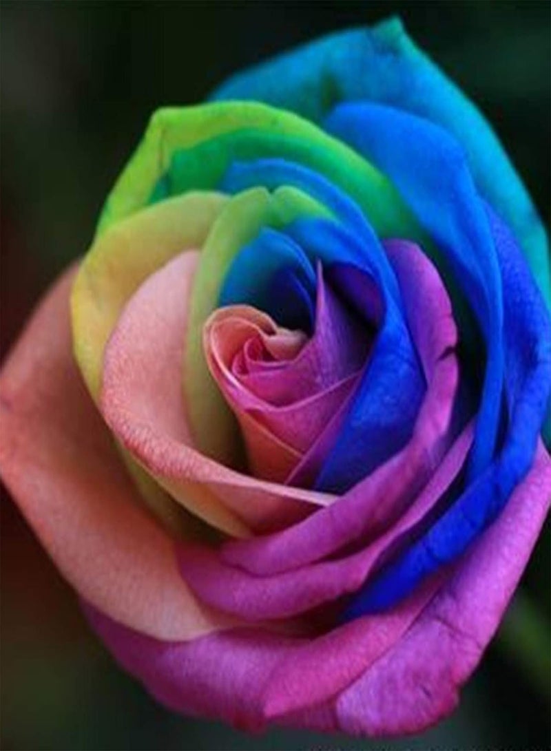 جي جوت بذور للزراعة، 100 قطعة من بذور زهرة الورد الملونة لحديقة المنزل، نباتات بونساي معمرة للزينة - بذور الورد - Image 1