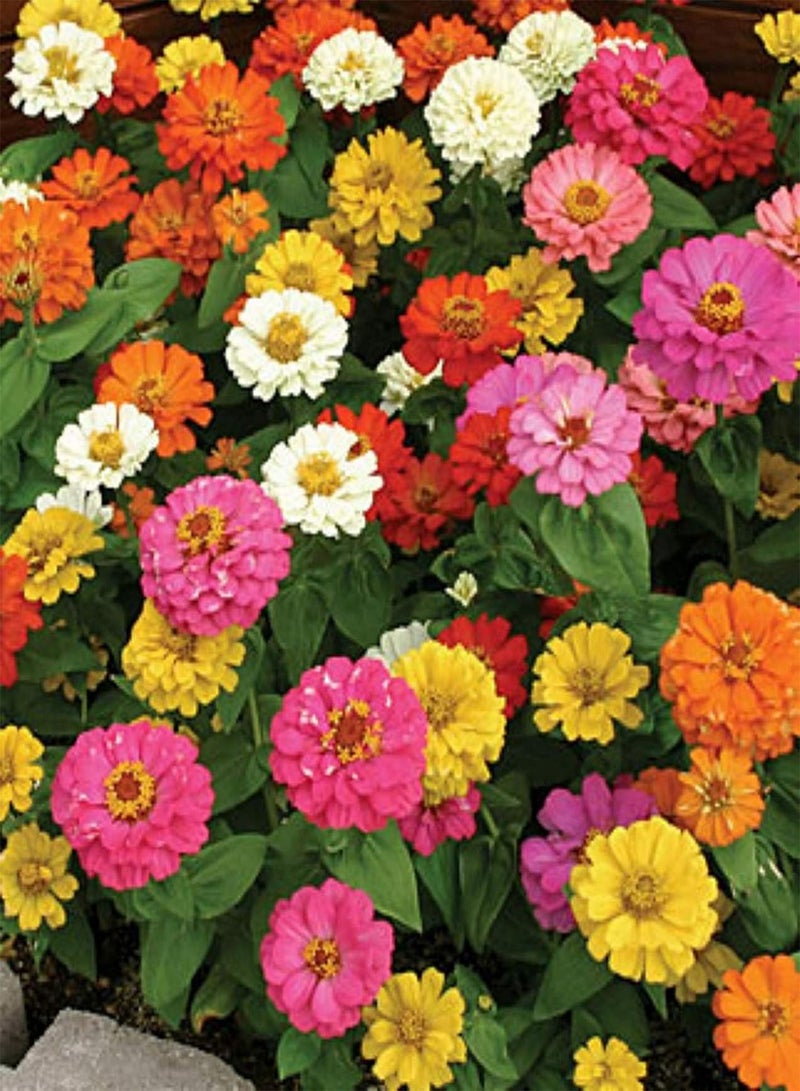 50 Zinnia Elegans Thumberlina Mix Seeds - Mixed Colour Flowers - 50 Seeds