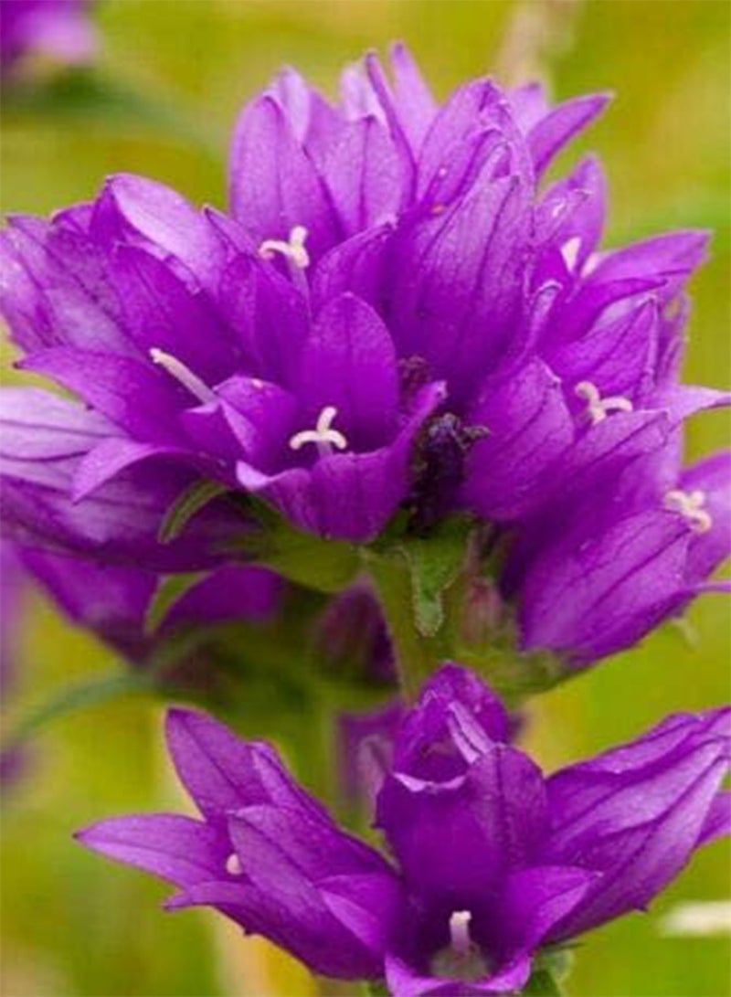 GGOOT Clustered Bellflower (Campanula glomerata) Approx, 10 Seeds Wild Flower  - Image 2