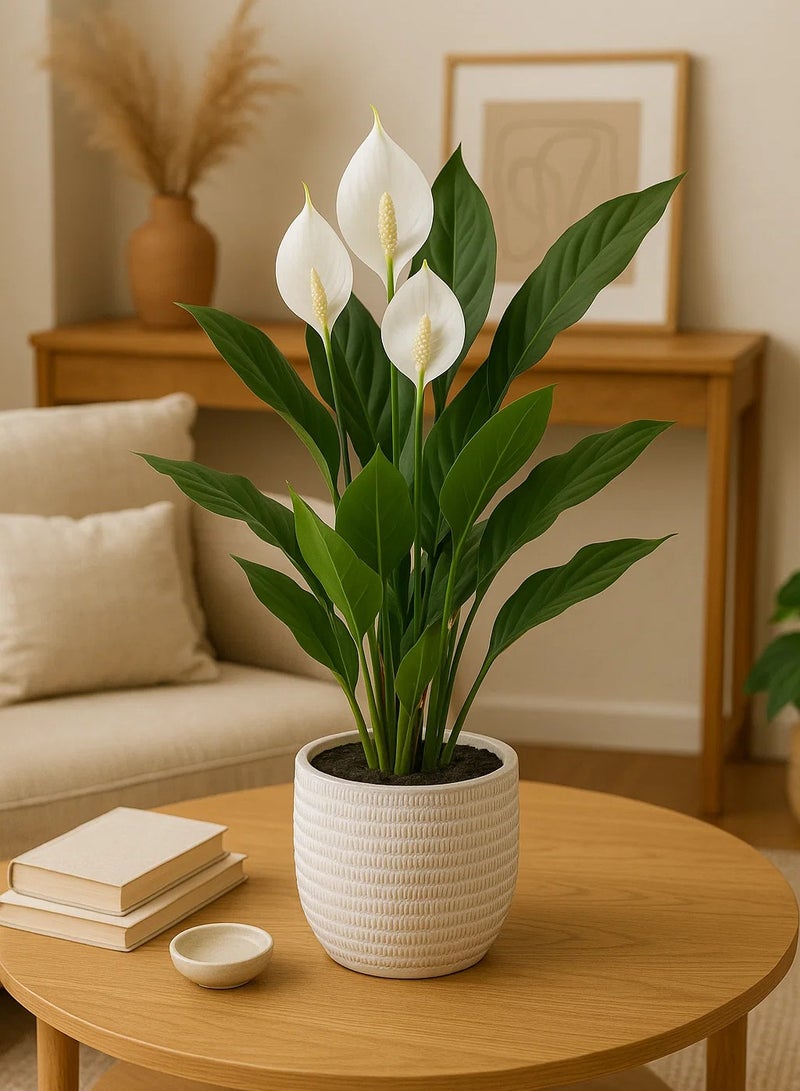 LOFT ARUM,PLANT,L30XP30XH54CMS,GREEN,CEMENT-185473 - Image 1