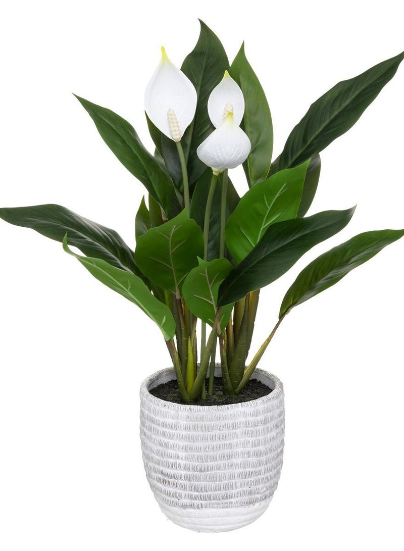 LOFT ARUM,PLANT,L30XP30XH54CMS,GREEN,CEMENT-185473 - Image 5