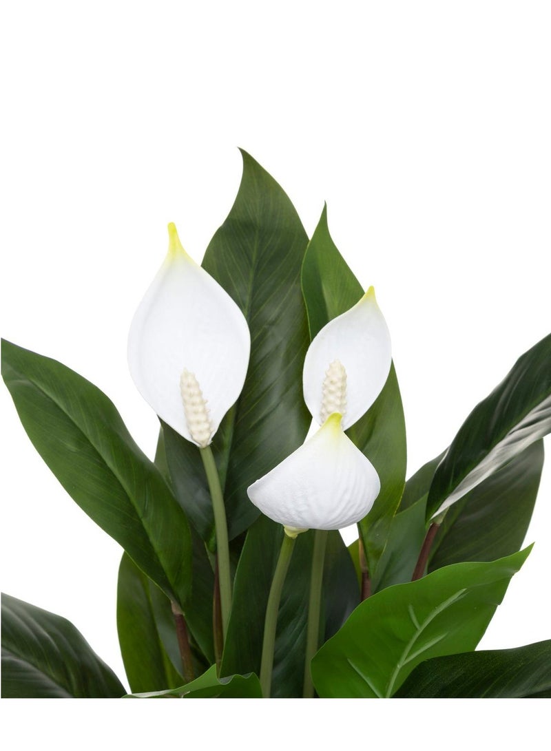 LOFT ARUM,PLANT,L30XP30XH54CMS,GREEN,CEMENT-185473 - Image 3