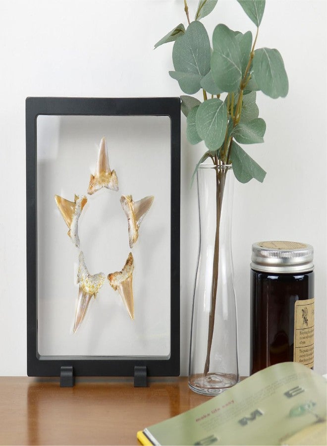 HillSpring 7" Floating Display Frame, Clear Display Case for Jewelry, Fossils, Rocks, Specimen, Shark Tooth, Freestanding Collectible Holder Stand - Image 3