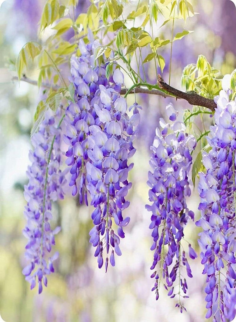 GGOOT 10Pcs Wisteria Seeds for Garden Home Balcony Fences Yard Decoration Flowers The Icing on The Cake for Your Family Landscape - Image 2