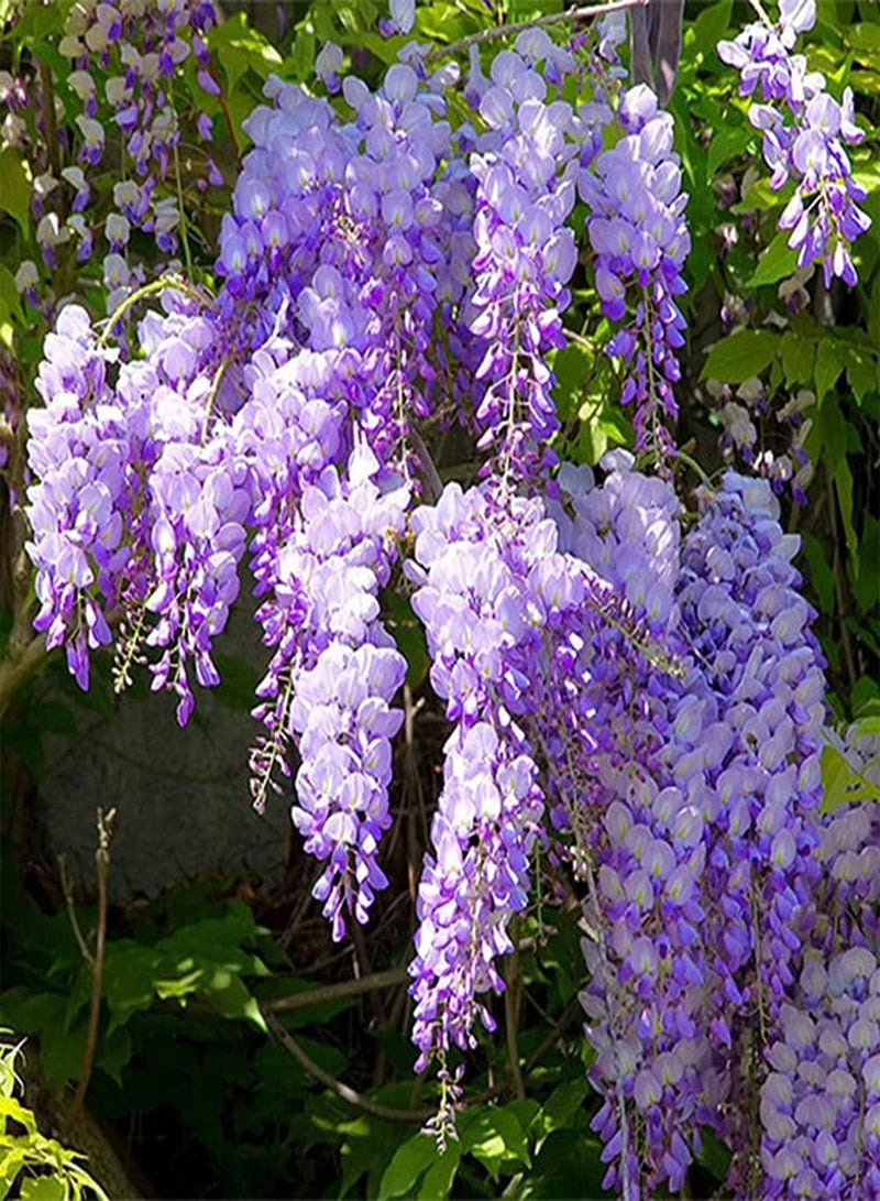 GGOOT 10Pcs Wisteria Seeds for Garden Home Balcony Fences Yard Decoration Flowers The Icing on The Cake for Your Family Landscape - Image 1
