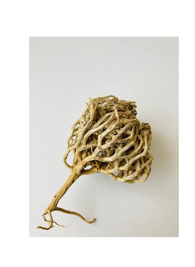 Generic Jericho rose Anastatica hierochuntica / fertility, pregnancy, stimulation, Maryam Flower , Mary's flower The Resurrection Plant (Pack of 5)  - Image 5
