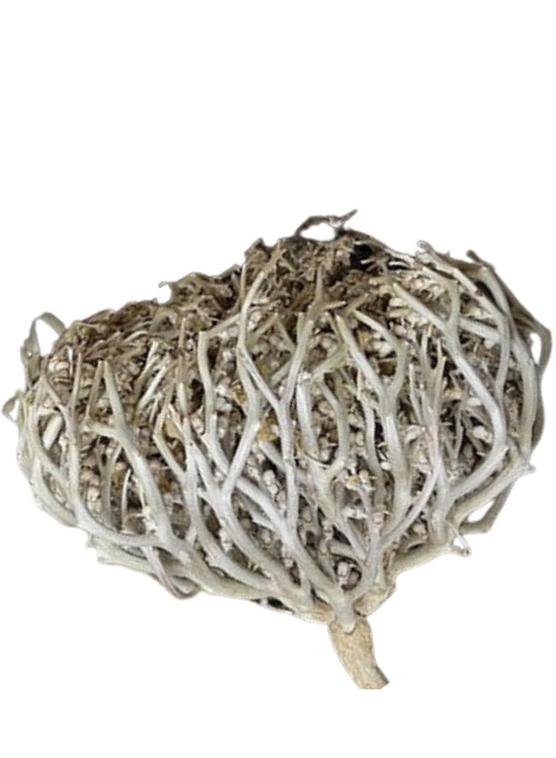Generic Jericho rose Anastatica hierochuntica / fertility, pregnancy, stimulation, Maryam Flower , Mary's flower The Resurrection Plant (Pack of 5)  - Image 4