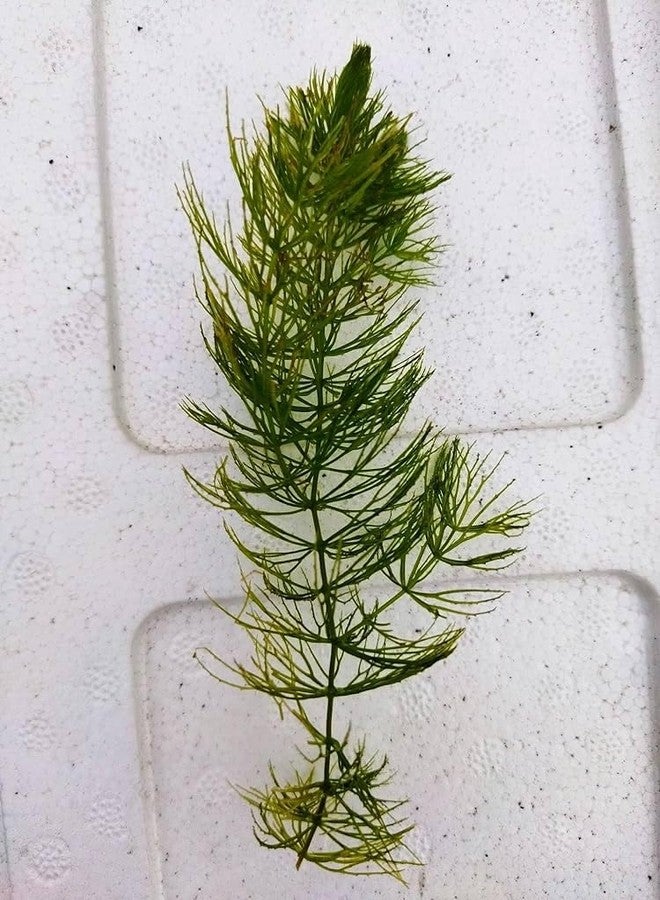 Foxtail plant for aquarium (Pack of 7) - Image 1