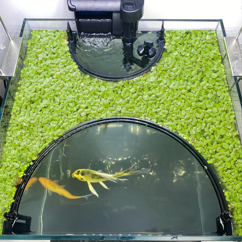 Switior Floating Plant Corral for Aquarium, Fish Tank Accessories to Protects Duckweed from Filters, Automatically Adjusts Height According to Water Level, Suitable for All Duckweed and all aquariums(Style 2) - Image 1