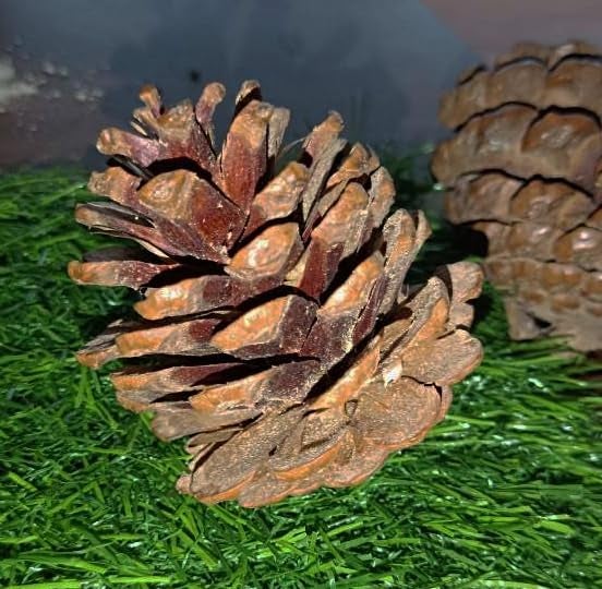 Gachwala زينة حفلات الزفاف من غاتشوالا، مخروط الصنوبر الطبيعي، زينة شجرة عيد الميلاد، بني، زينة مهرجان رأس السنة الجديدة، عبوة من 6 - Image 4