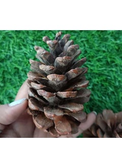 Gachwala Gachwala Natural Pine Cone Wooden Pinecone Wedding PartyChristmas Tree Decoration Brown New Year Festival Party Decoration Pack of 6  - Image 3