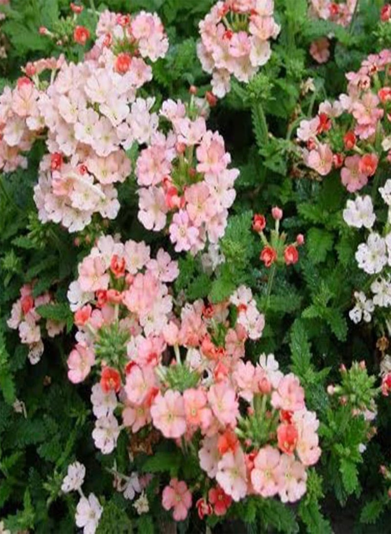 GGOOT seeds 25Pcs/Bag Flower seeds Easy to Cultivate Landscaping Weather Colorful Potted Verbena seeds Garden Multicolor - Image 3