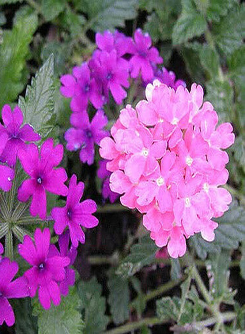 GGOOT seeds 25Pcs/Bag Flower seeds Easy to Cultivate Landscaping Weather Colorful Potted Verbena seeds Garden Multicolor - Image 5