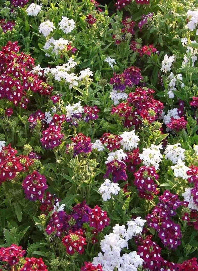 GGOOT seeds 25Pcs/Bag Flower seeds Easy to Cultivate Landscaping Weather Colorful Potted Verbena seeds Garden Multicolor - Image 4