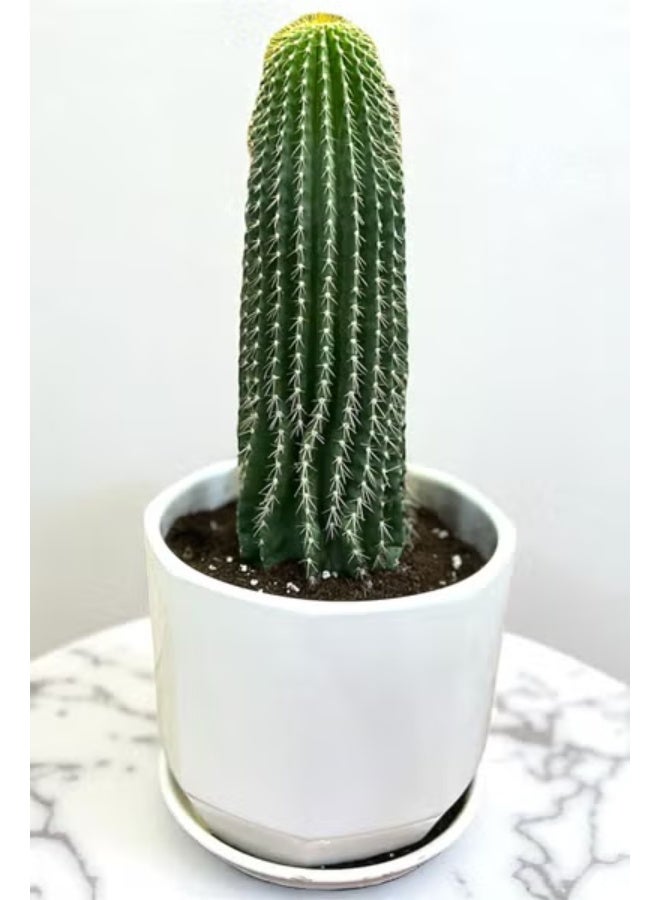 Live Columnar Cactus Plant in White Ceramic Pot with Drainage Saucer  Real Indoor Succulent Plant Low Maintenance Cactus for Home and Office Décor Air Purifying Decorative Plant