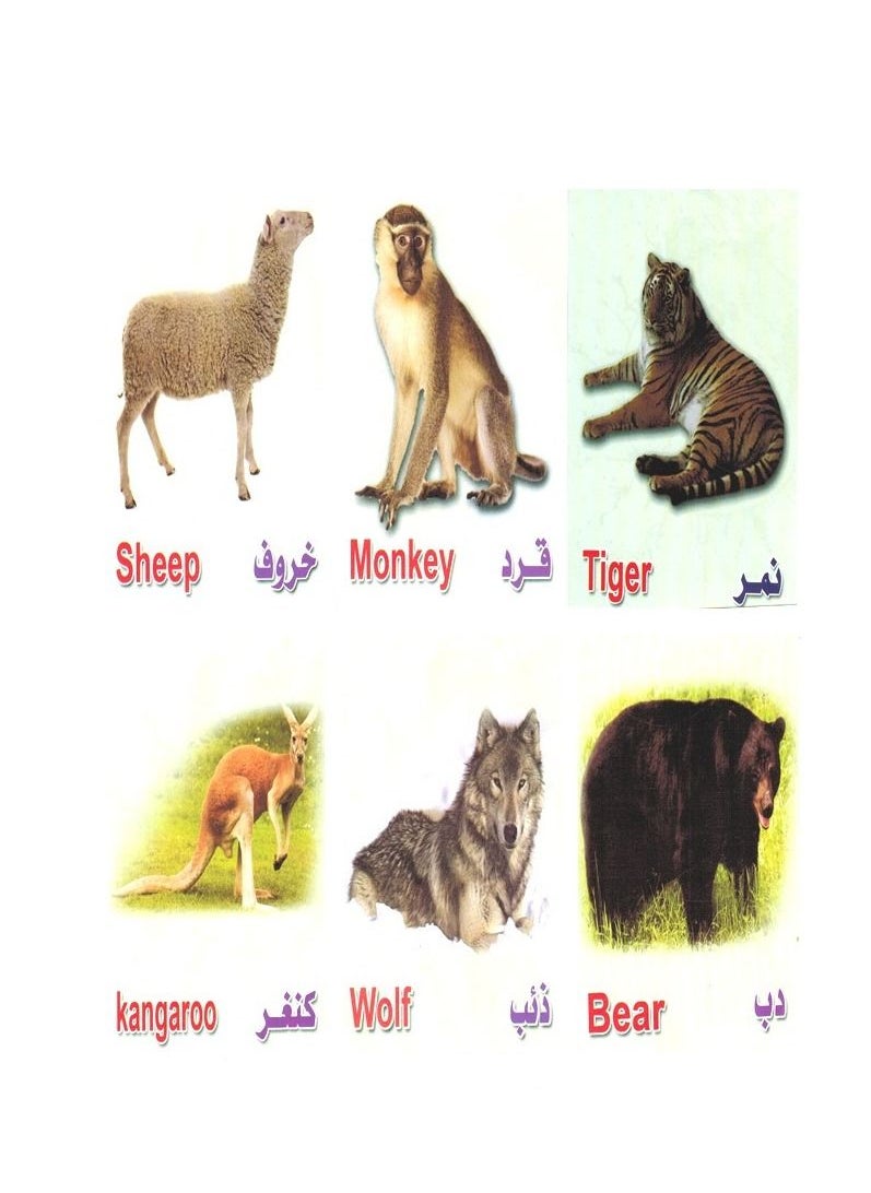 Toys Flash Card Animals  - Image 5