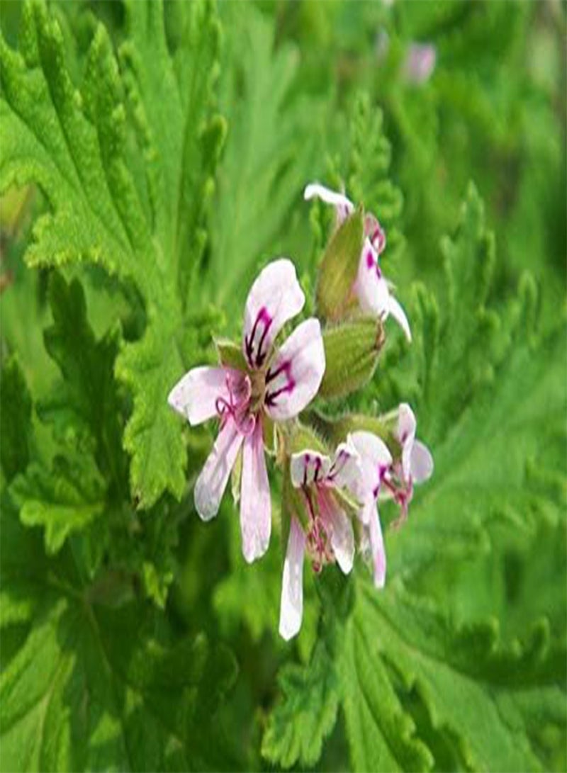 Rose Geranium Pelargonium Graveolens Seeds 120pcs, Family Geraniaceae Qu Weng Cao Flower Seeds, Rose-scented Pelargonium Seeds