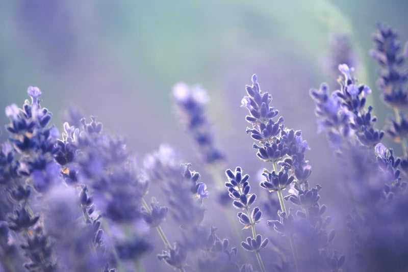 vsell24 PACK OF 3- English Lavender Seeds - Non-GMO, 10g, 85% Germination Rate, Ideal for Indoor & Outdoor Gardening - Image 3