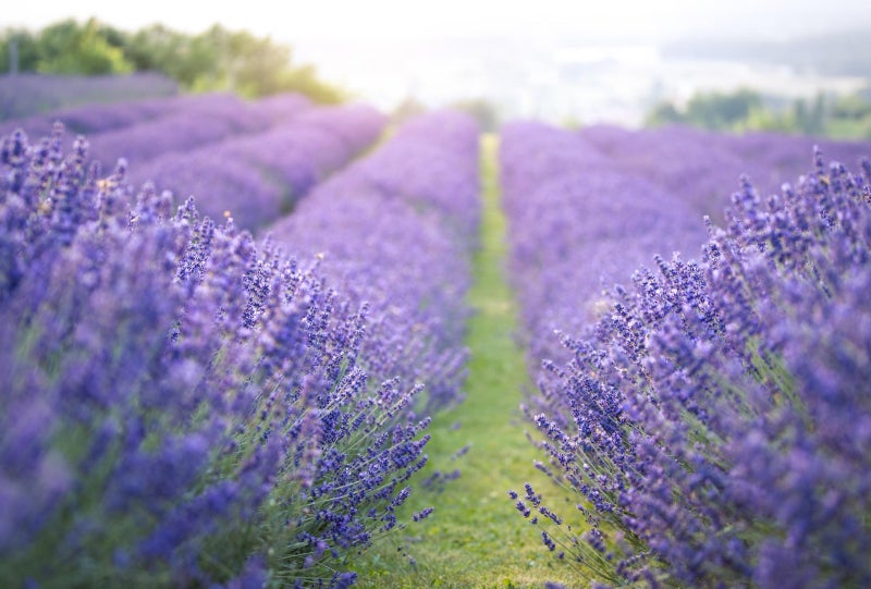 vsell24 PACK OF 3- English Lavender Seeds - Non-GMO, 10g, 85% Germination Rate, Ideal for Indoor & Outdoor Gardening - Image 4