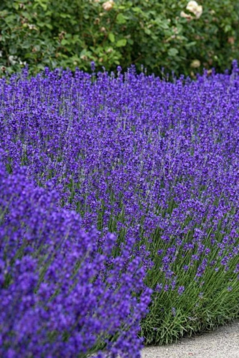 vsell24 PACK OF 3- English Lavender Seeds - Non-GMO, 10g, 85% Germination Rate, Ideal for Indoor & Outdoor Gardening - Image 1